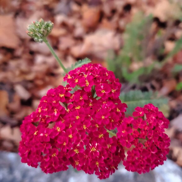 ... - Picture 1 of 1